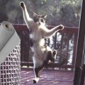Σήτα πανί pet screen ειδικό για κατοικίδια σκύλους και γάτες 120cm πλάτος(κομμένη στο μήκος που θα μας ζητήσετε)